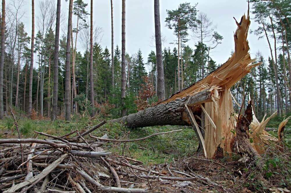 Zakaz wstępu do lasu w Nadleśnictwie Biszcza