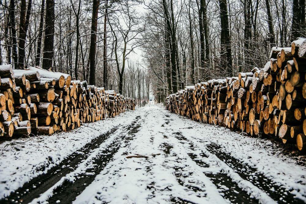 Mieszkańcy Biłgoraja bronią biłgorajskich lasów. Podpisz petycję!